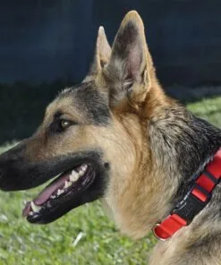 Alternative view of Collar Coastal Talla L Rojo