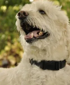 Alternative view of Collar Coastal Talla L Negro